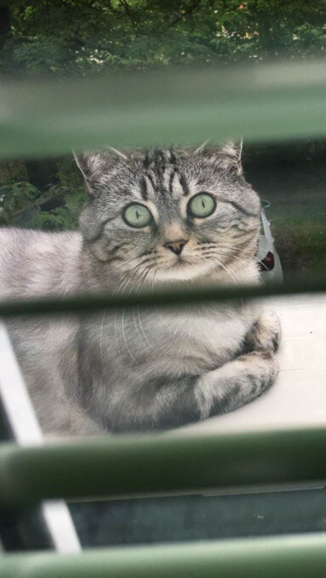 The victory of the national team is stressful for the body. - My, cat, 2018 FIFA World Cup, Morning, Children, Болельщики, Longpost