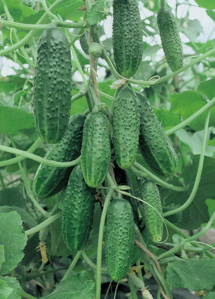 There will be so many cucumbers that there will be enough not only for you, but for all your relatives. - , Feeding