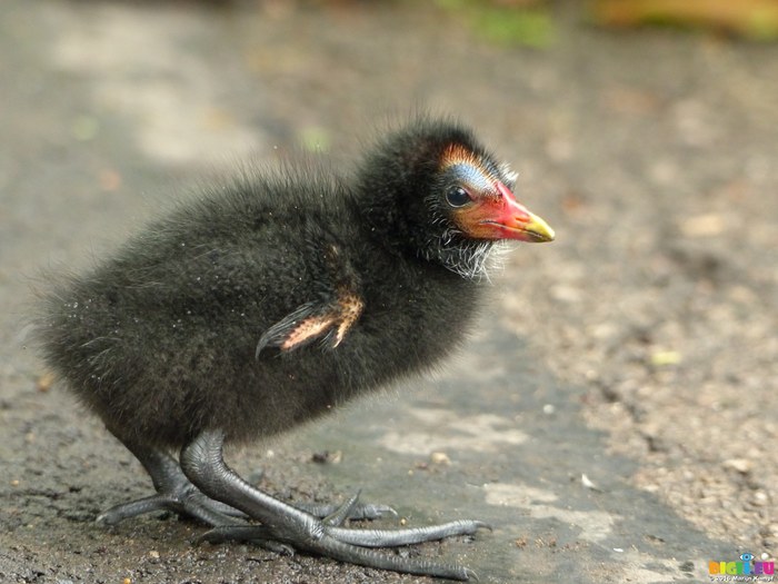 Moorhen nestling's clawed wing - The science, Evolution, Ornithology, Biology, Birds, Chick, Copy-paste, Elementy ru, Longpost