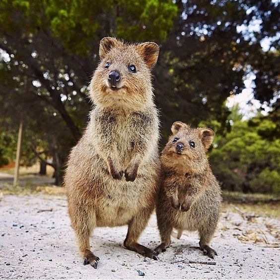 Quokka with her baby. - The photo, Quokka, Young