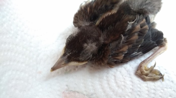 Tell me what kind of bird! - Longpost, Animal feed, Help, Birds, Found, Ornithology, Chick, My, No rating