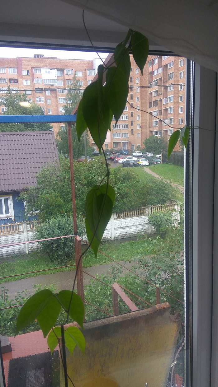 Tell me what kind of plant - My, Plants, What's this?, Longpost