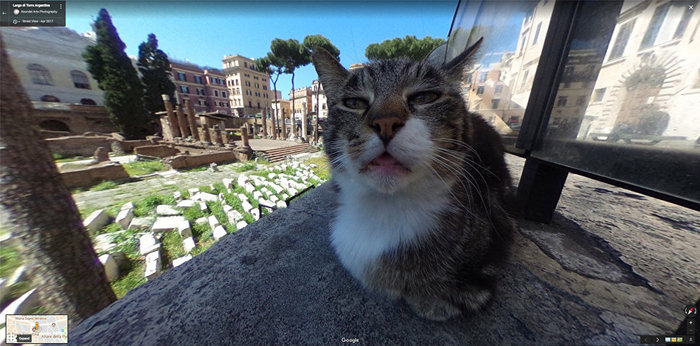 Кот на StreetView