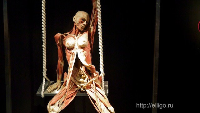 Plastination - insanity or art? - Plastination, Mummy, , Exhibition, , Dead body, Longpost, GГјnther von Haggens