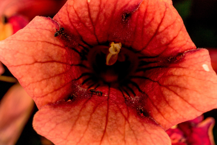 Муравьи | Пикабу