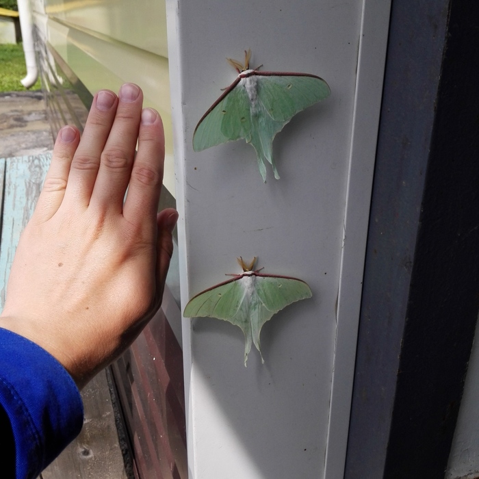 Handsomely! - Nature, Butterfly, My, Дальний Восток