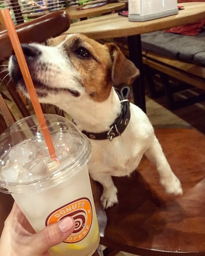 During this heat, everyone wants lemonade. - My, Dog, The photo, Jack Russell Terrier, Cafe, Puppies, Longpost