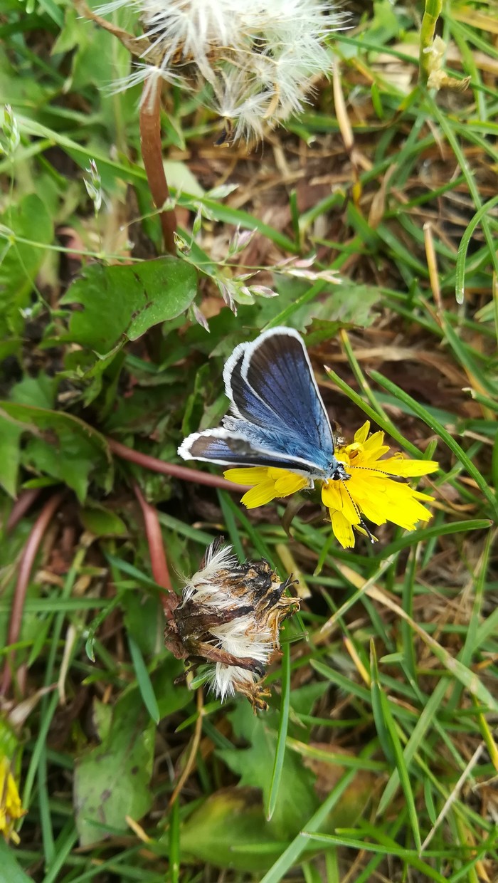 Butterfly - Summer, My, Butterfly