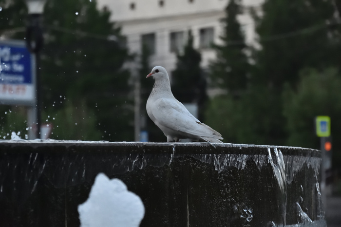 Dove. Nikon d3400 18-105. - My, My, Pigeon, Fountain, The photo, Nikon