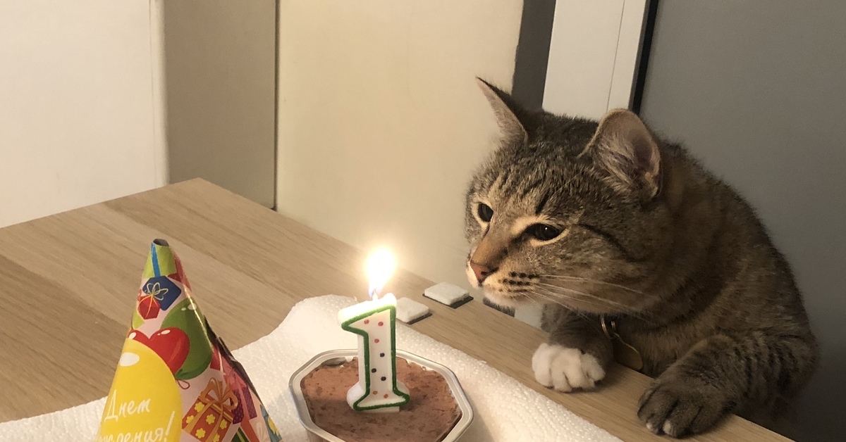 Happy birthday cat. С днем рождения кот. Тортик для котика. Кот с тортиком. Кот празднует день рождения.
