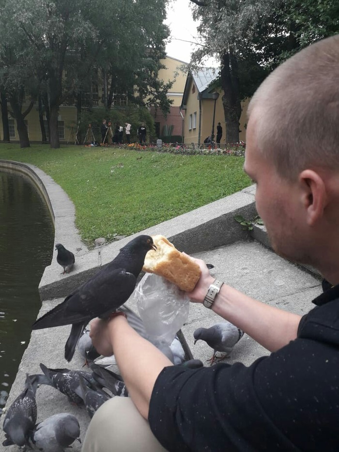 Pigeon sandwich - My, Pigeon, A sandwich, Yusupov Garden, Longpost