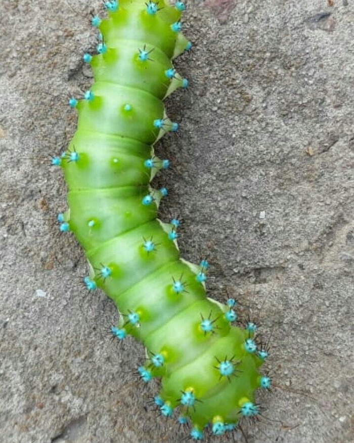 Our fat guest - My, Caterpillar, Peacock's Eye, The present