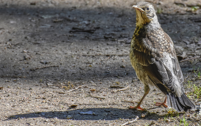 Serious like that .. I would appoint him a minister - My, Fieldfare, Birds, Saint Petersburg, The photo, Nikon, Beginning photographer