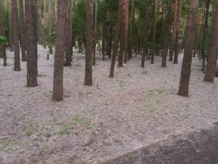 Allergic nightmare. - My, Poplar fluff, Heat, July, Yekaterinburg, The park, , , , Video, Longpost