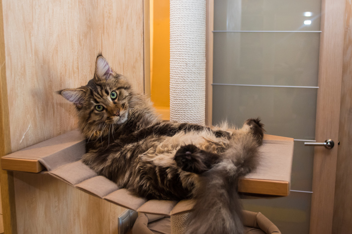 They say they love cats here. - My, cat, Maine Coon, , The photo, Longpost