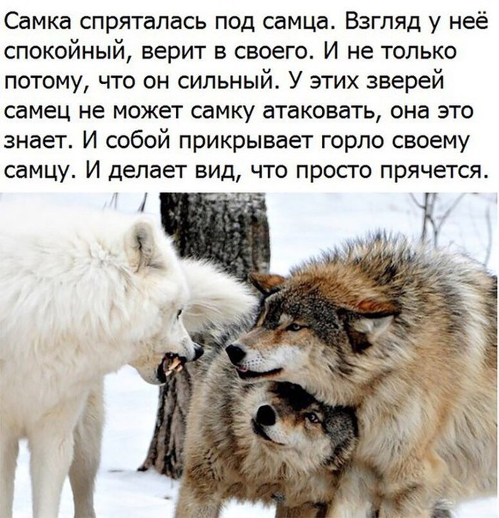 Loyalty of wolves. - Wolf, Family, Loyalty, Animals, Help, Picture with text