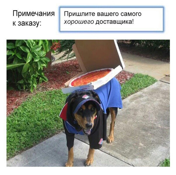 Best Delivery Man - Order, Pizza, Courier, Best, Food, Dog, The best