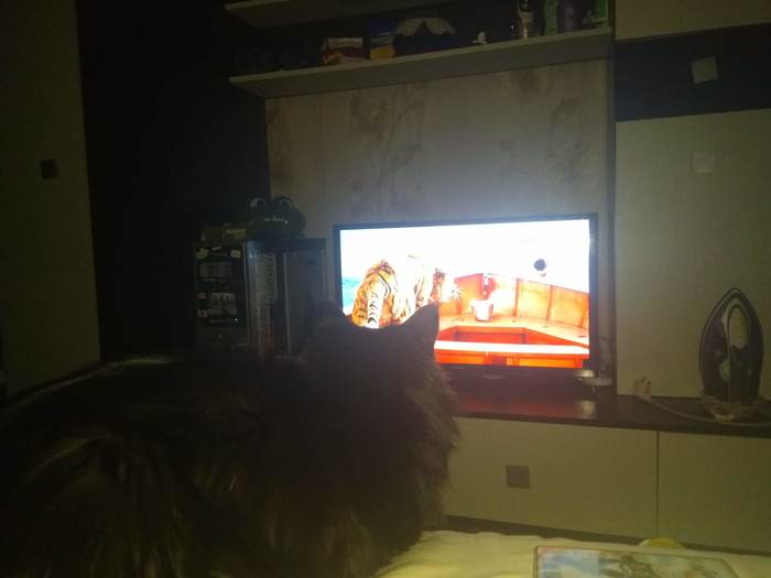 movie before bed - My, Maine Coon, cat, Catomafia, Life of Pi, Tiger
