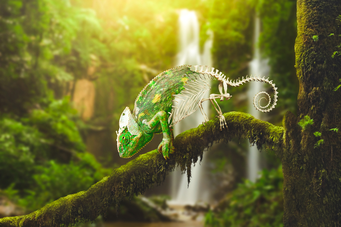 Chameleon... - Photoshop, Chameleon, Skeleton, Tropics, Nature