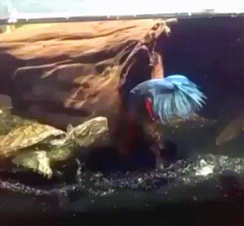 Чего уставился?