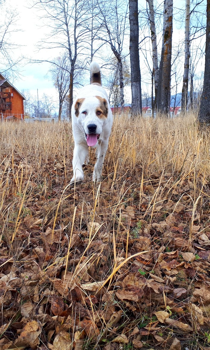 Autumn walk with the dog - My, Autumn, Dog