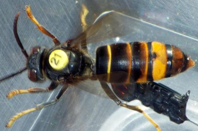 Beacons against Asian killer hornets - Bees, Biotrack, Text, The photo, England, Hornet, Beacon, Technologies