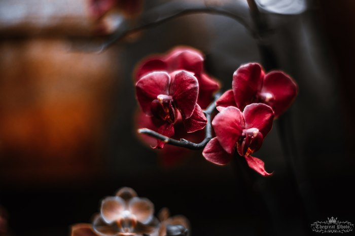 Orchid. - My, My, Flowers, The photo