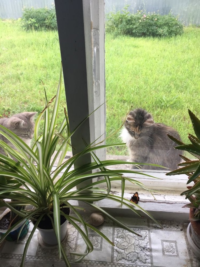 A brief moment, a beautiful moment... - My, cat, Butterfly, Grass, Window, The photo, Poems