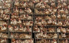 Realities of poultry farms. - My, Poultry farm, Hen, Text, Poultry farm