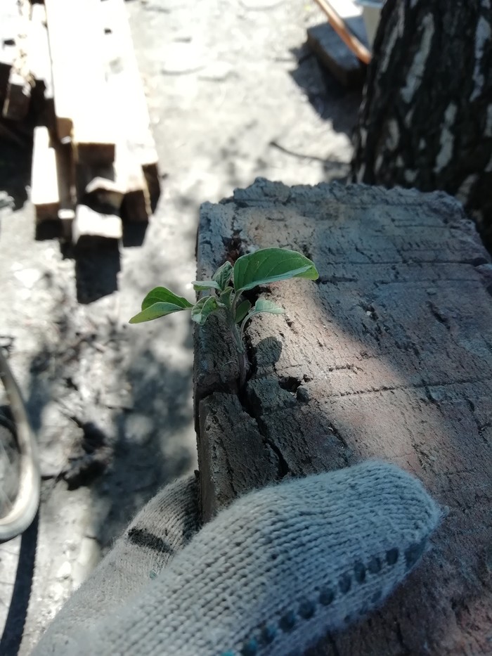 And trees grow on the stones - My, Plants, Weeds