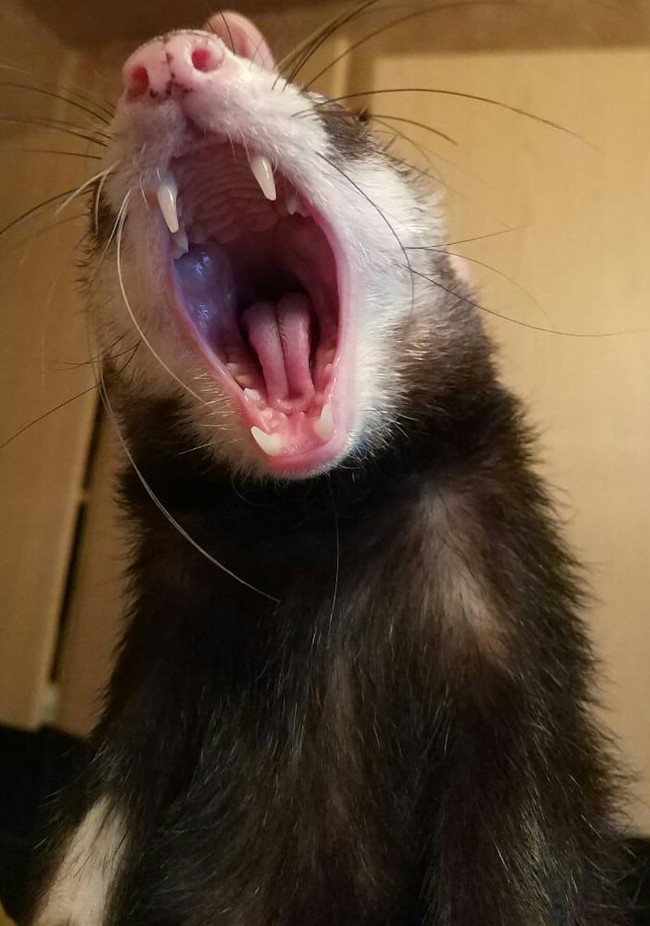 My ferret Khor - My, Ferret, Pets, Longpost