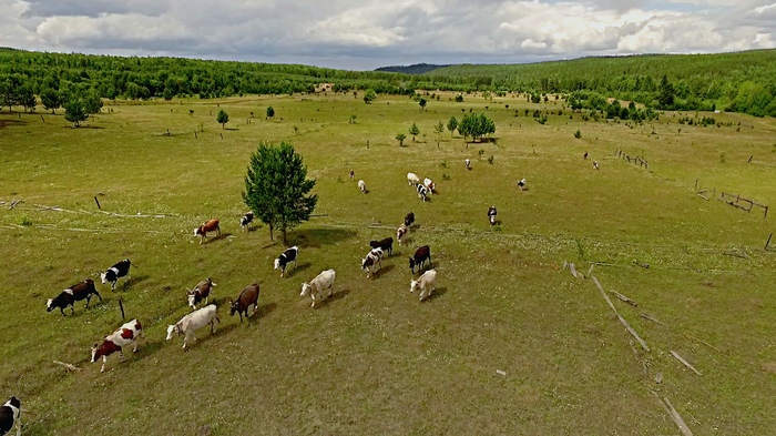 Take a break from the bustle of the city - My, Nature, Aerial photography, Water, River, Field, Animals