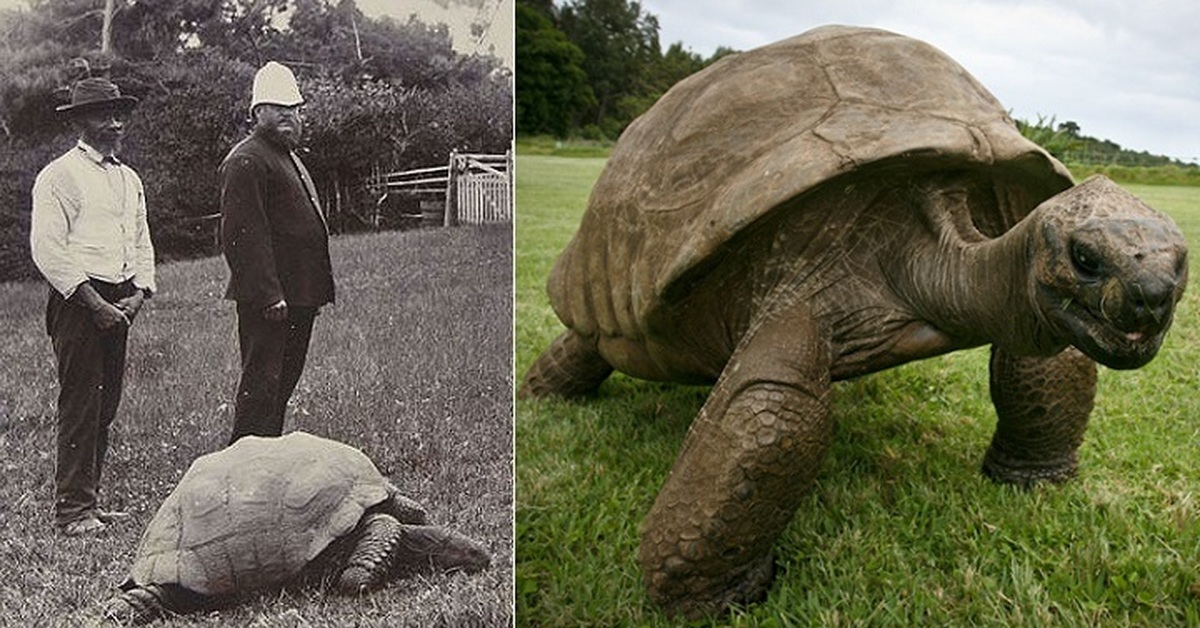 Почему черепахи живут дольше. Альдабрская черепаха Джонатан. Черепаха Джонатан с острова Святой Елены. Самец альдабрской черепахи Джонатан. Гигантская черепаха Джонатан.