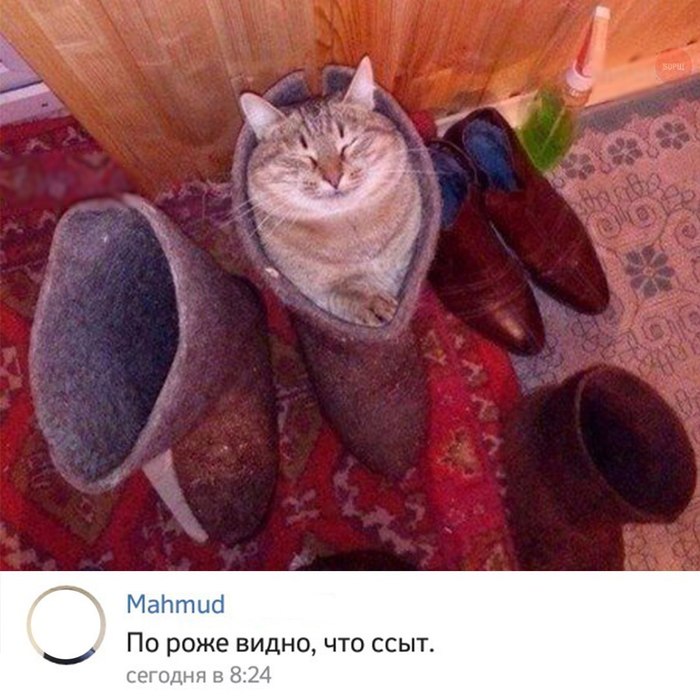 In nirvana - Humor, cat, The photo, Comments