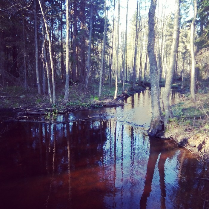 A few of my photos. - My, Nature, beauty, The photo, Borovichi, Longpost, Forest