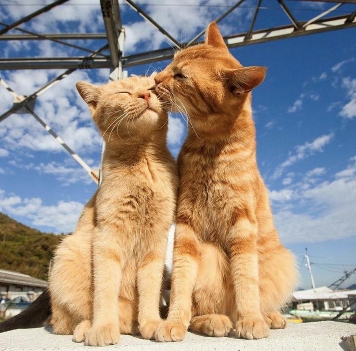 beautiful couple - cat, The photo, Pair