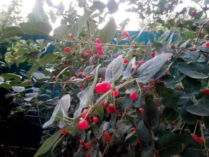 Tell me what kind of berries - My, No rating, Botany, Berries, Garden, Garden, Longpost