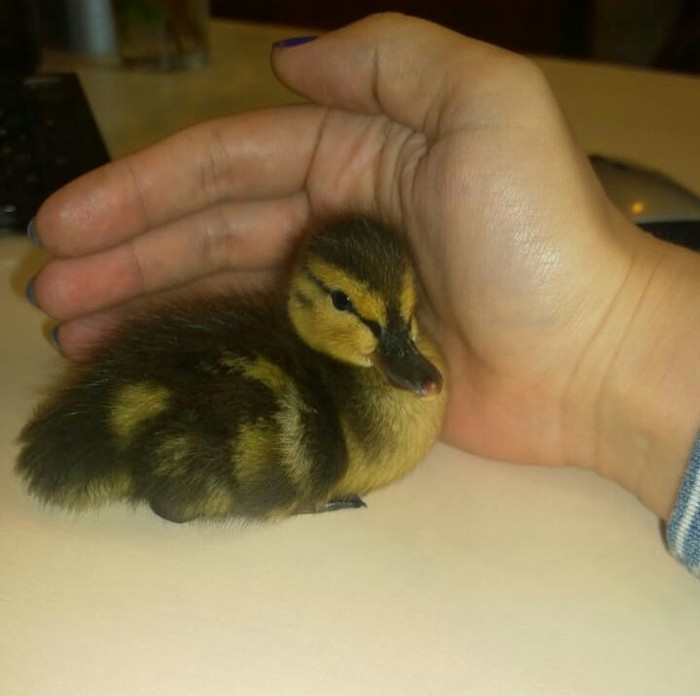 Help the duckling find a family! St. Petersburg - My, Ducklings, Help, Longpost, No rating