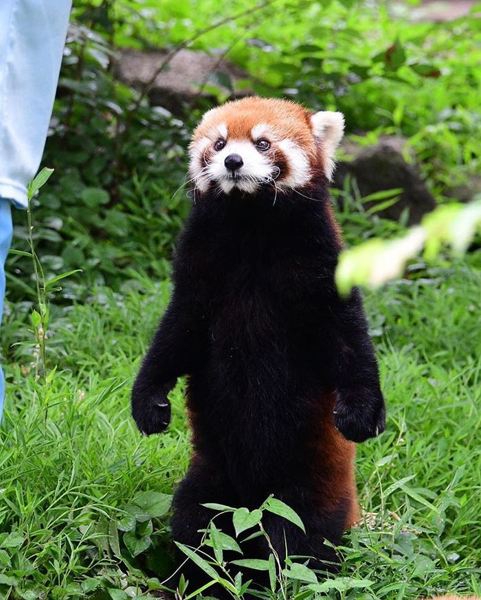 What you said?! - Red panda, Milota, Animals