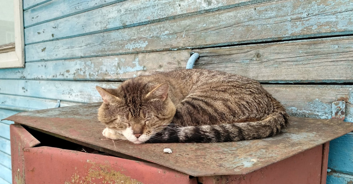 Кот дремот в реальной жизни. Старый кот. Пожилая кошка. Дряхлый кот. Очень старый кот.