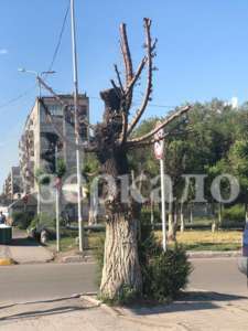 Nude in Temirtau - Pruning trees, news, Temirtau, Kazakhstan, Tree, 