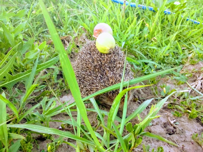 Uninvited guest. - Video, Hedgehog, Жуки, My, cat, The photo, Longpost