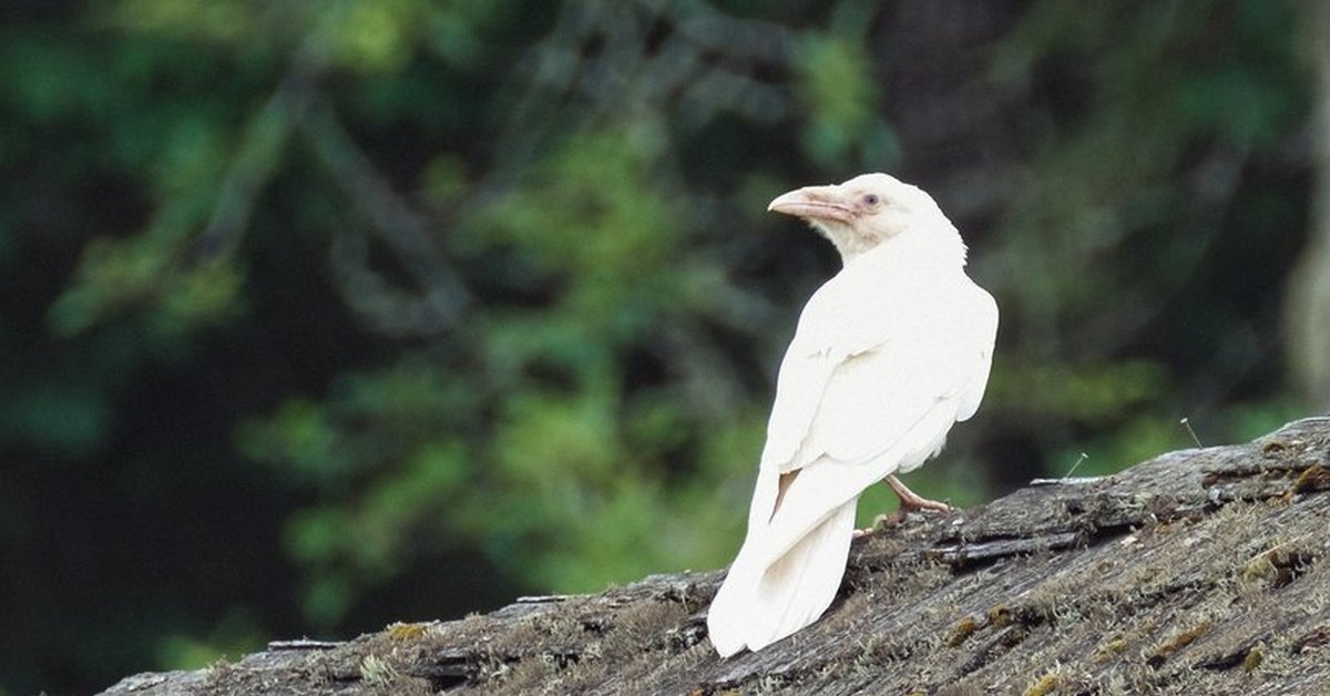 Птица объявится белая ворона. Ворона альбинос. Белая ворона альбинос. Сорока альбинос. Грач альбинос.