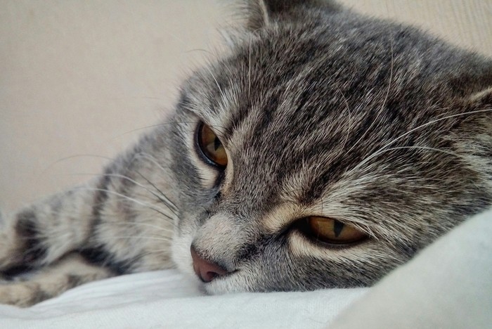 Tired cat - cat, The photo, Fatigue, My