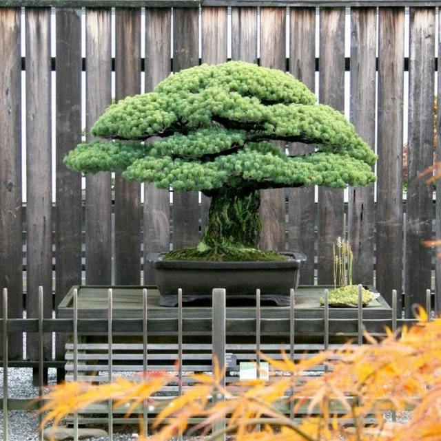This bonsai was planted in 1625 and survived the nuclear bombing of Hiroshima. - Bonsai, , Long-liver, Japan