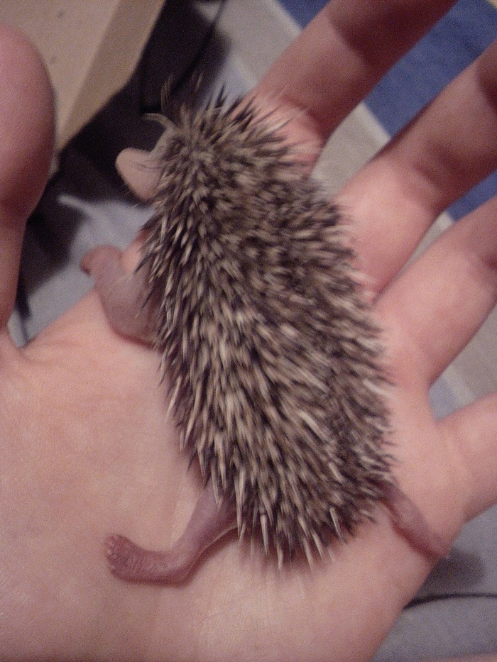 Hedgehog threw - Hedgehog, My, Helping animals, Help, No rating