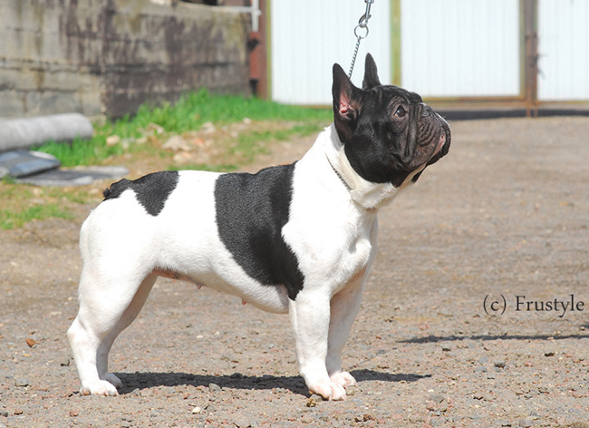 About breeds of dogs. - Dog, Dog breeds, French Bulldog, Video, Longpost