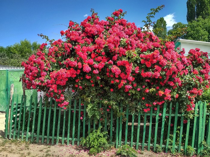 Huge pink(?) bush - The horizon is littered, Farm, Plants, Flowers, My, No rating