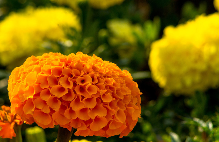Marigolds are small-flowered - My, , Flowers, Macro, The photo, Canon, Macro rings, Macro photography