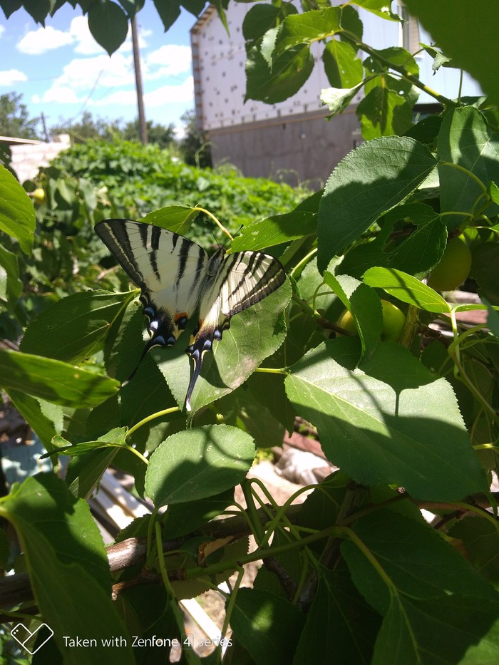 What is a butterfly - My, Butterfly, Saratov, Longpost